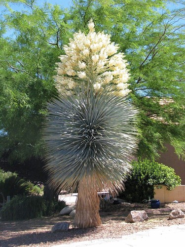 Graines yucca rigida - de,