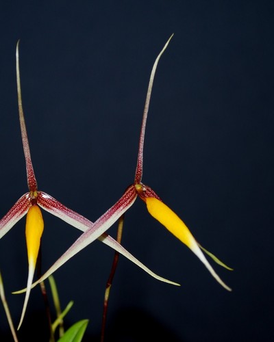 Bulbophyllum speciosum species - bulbophyllum,