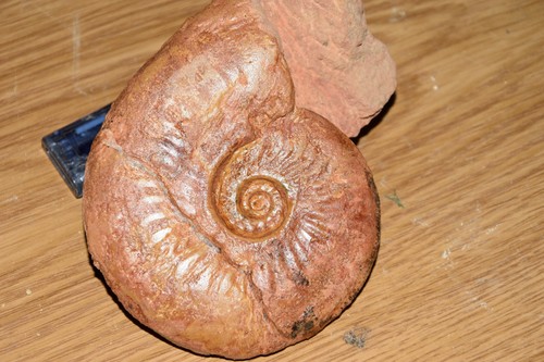 Grande ammonite leioceras - ammonite,