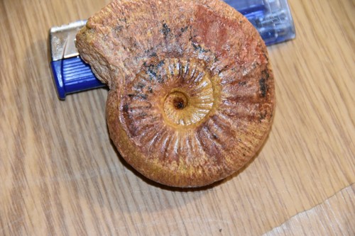 Ammonite erycites fallifax - ammonite,