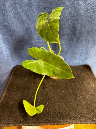 Philodendron burle marx mint - philodendron,
