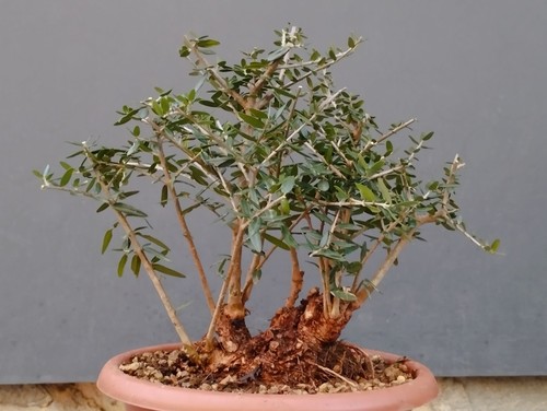 Bonsaï olivastre 13 cm - 13,