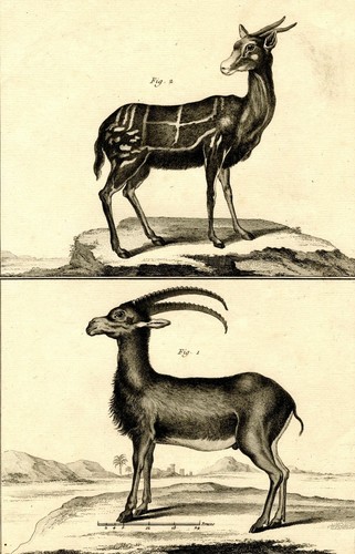 Histoire naturelle - histoire, le