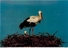 Animaux - Oiseaux - Cigognes - Knokke - Zoute - Réserve Ornithologique du Zwin -