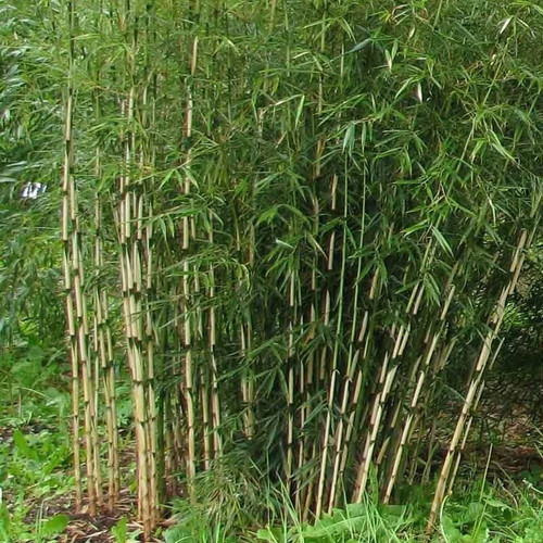 Fargesia robusta formidable - robusta, 'formidable'