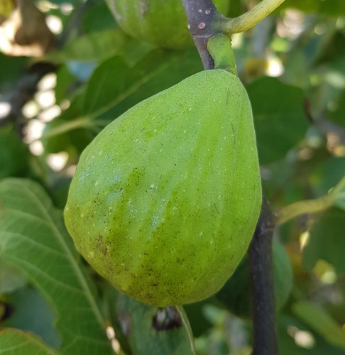 Ficus carica madeleine - ficus,