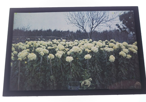 Ancienne autochrome beziers - ancienne,