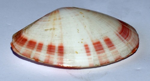 Sea shell coquillages - sea,