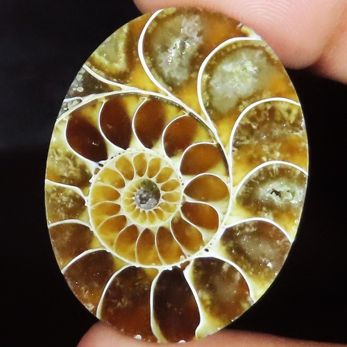 100 naturel ammonite fossil - 100%,