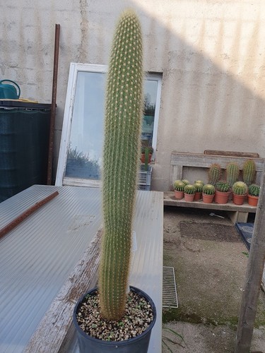 Cactus cierge vatricania - cierge,