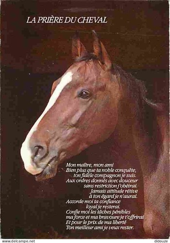 Postcard animals horses - postcard,