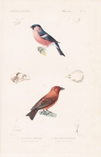 Bouvreuil Gimpel Bec-Croisé