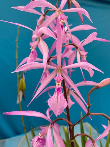 Encyclia adenocaula species - adenocaula,