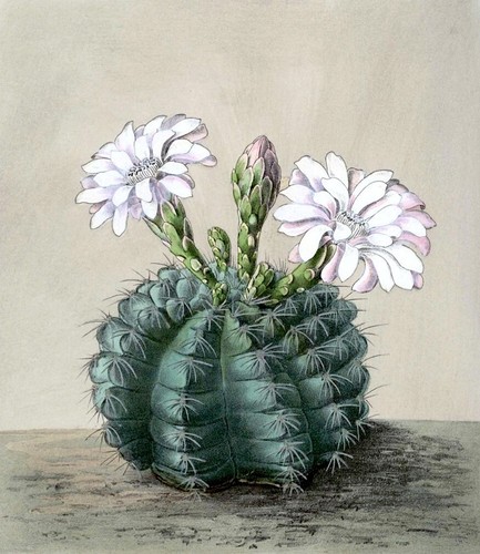 Graines gymnocalycium - 15,