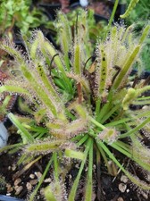 Plante carnivore Drosera