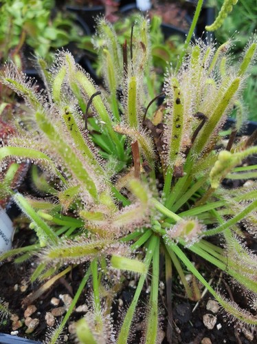 Plante carnivore drosera - plante,