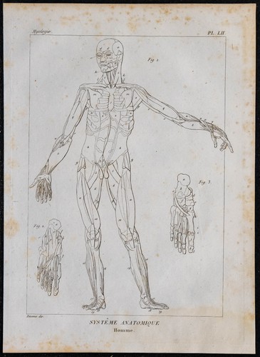 1825 - Muscles du corps humain