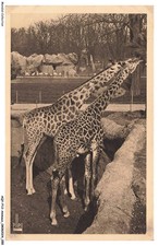 AQYP12-0738-ANIMALS - Bois de Vincennes Zoological Park - Giraffe piralta and