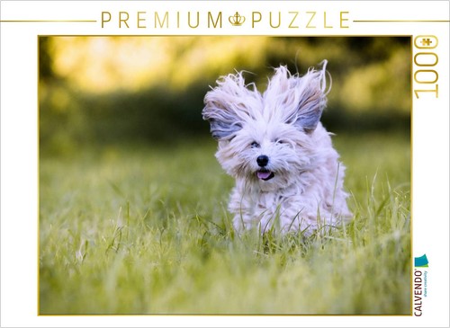 Puzzle calvendo bichon - puzzle,