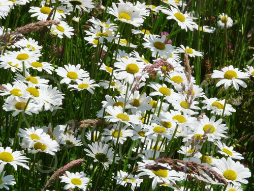 Marguerite commune 5000