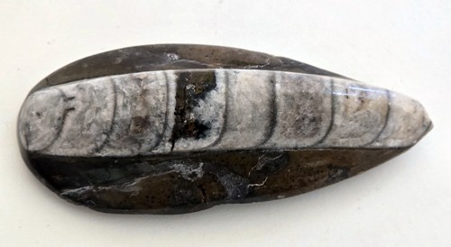 Fossile orthoceras poli - orthoceras,