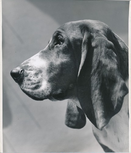 Basset hound 1950 - c.,