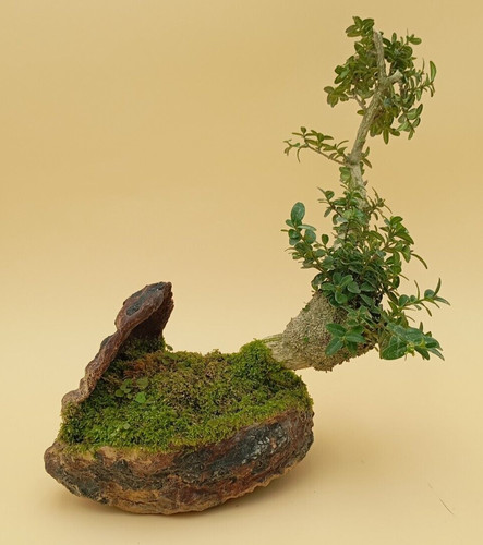 Bonsai ans buis - 30,