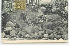 New Caledonia - Coral Stars - Fisheries on the Caledonian Coasts
