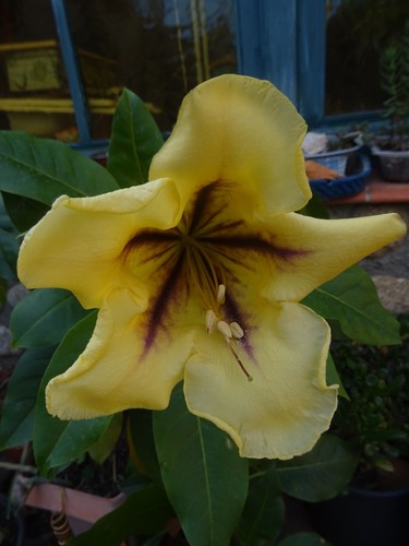 Superbe solandra arbuste liane - superbe,