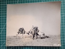 BX102 beautiful photo Erpé circa 1950 cruise souvenir - camels and Bedouin