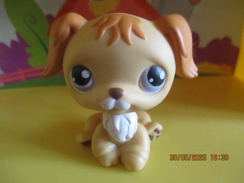 Petshop chien golden retriever - chien,