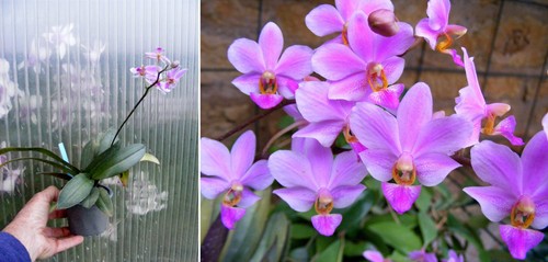 Phalaenopsis bonita - phalaenopsis,