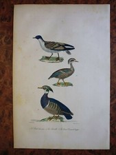 Engraving animals 19 ° buffoon: birds: petrel... teal / duck raised by priest