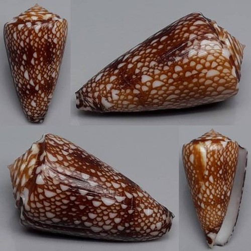 Coquillage collection - de,