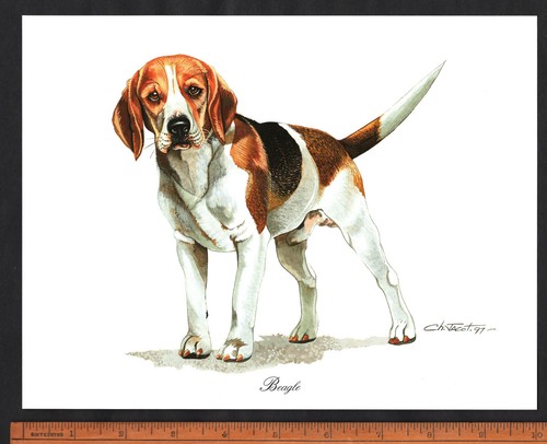Beagle dog stunning - dog, x