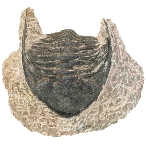 Fossile trilobite sur gangue - ,