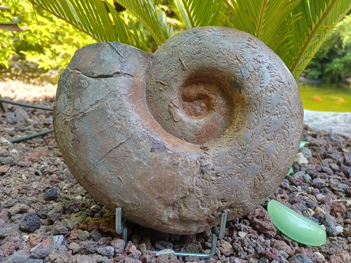Ammonite perilytoceras jurense - ammonite,