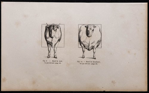 1860 bœuf trait et de - trait,