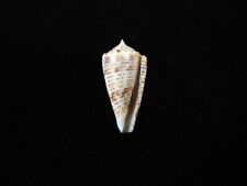 Sea shell Conus proximus 25.2mm ID#8138
