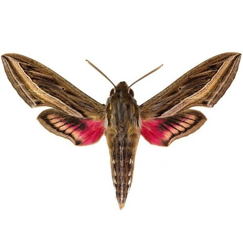 Hippotion celerio pink - , white