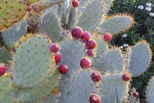 Wheel cactus nopal tapon - -,