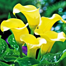 Calla Tubercule Fleurs