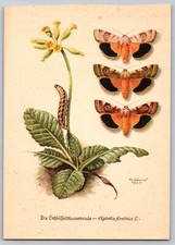 Kunstverlag Postcard - Agrotis Fimbri Moth Lifecycle Botanical Art by Ph. Gonner