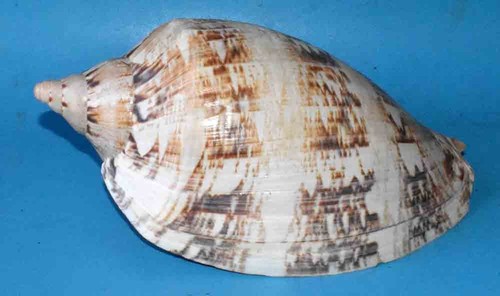 Sea shell coquillages - -,