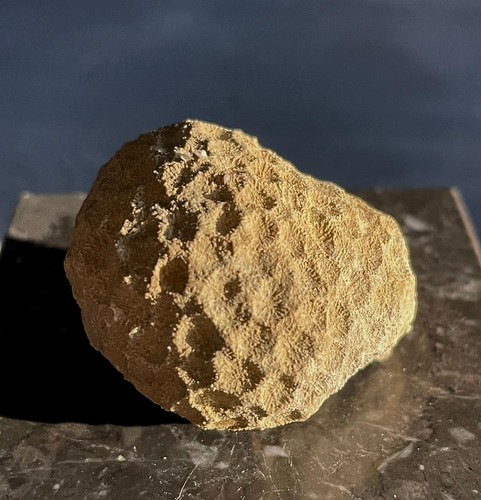 Corail fossile goniopora - corail,