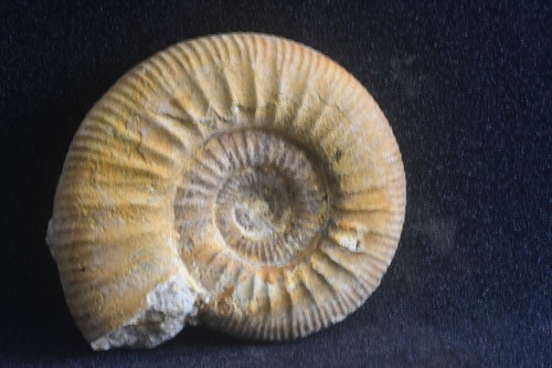 Ammonite rehmannia grossouvrei - ammonite,