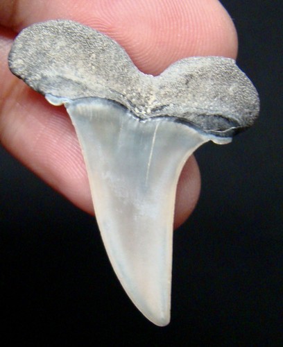 Mako shark tooth real - shark, fossil
