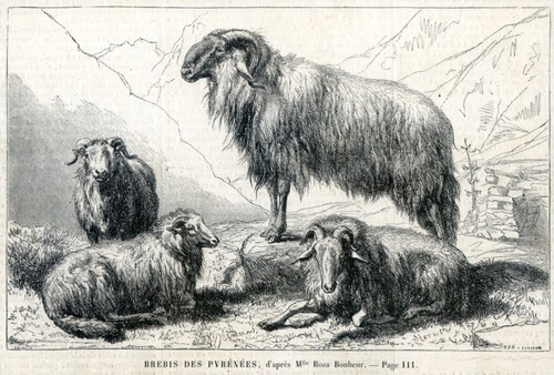 Brebis des pyrénées - brebis,