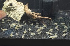 Peppered Corydoras- Longfin (Group of 5)
