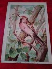 Magnifique Chromo - Sizerin - Linotte - Oiseau